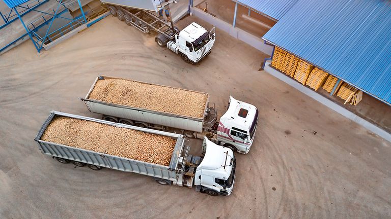 Aardappelen afleveren. Fabrieken nemen mondjesmaat vrije aardappelen af, contract- en meeleveraardappelen kunnen goed in de vraag voorzien. - Foto: Canva/Dzmitry Palubiatka