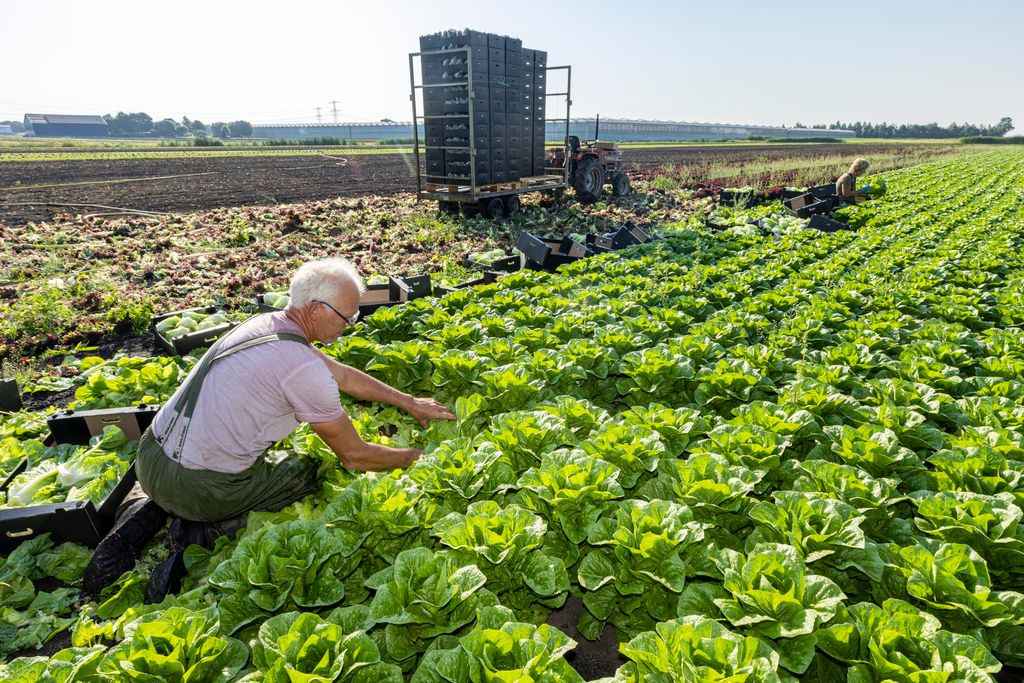 Onderzoekers hebben aangetoond dat het mogelijk is om varkenseiwit te produceren in sla-blad. Foto: Koos Groenewold