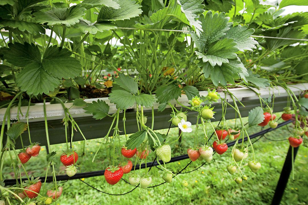 Oogst aardbeien. - foto: G&F