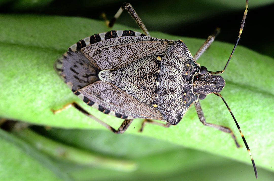 Bruingemarmerde schildwants, Halyomorpha halys. -Foto: Tim Haye