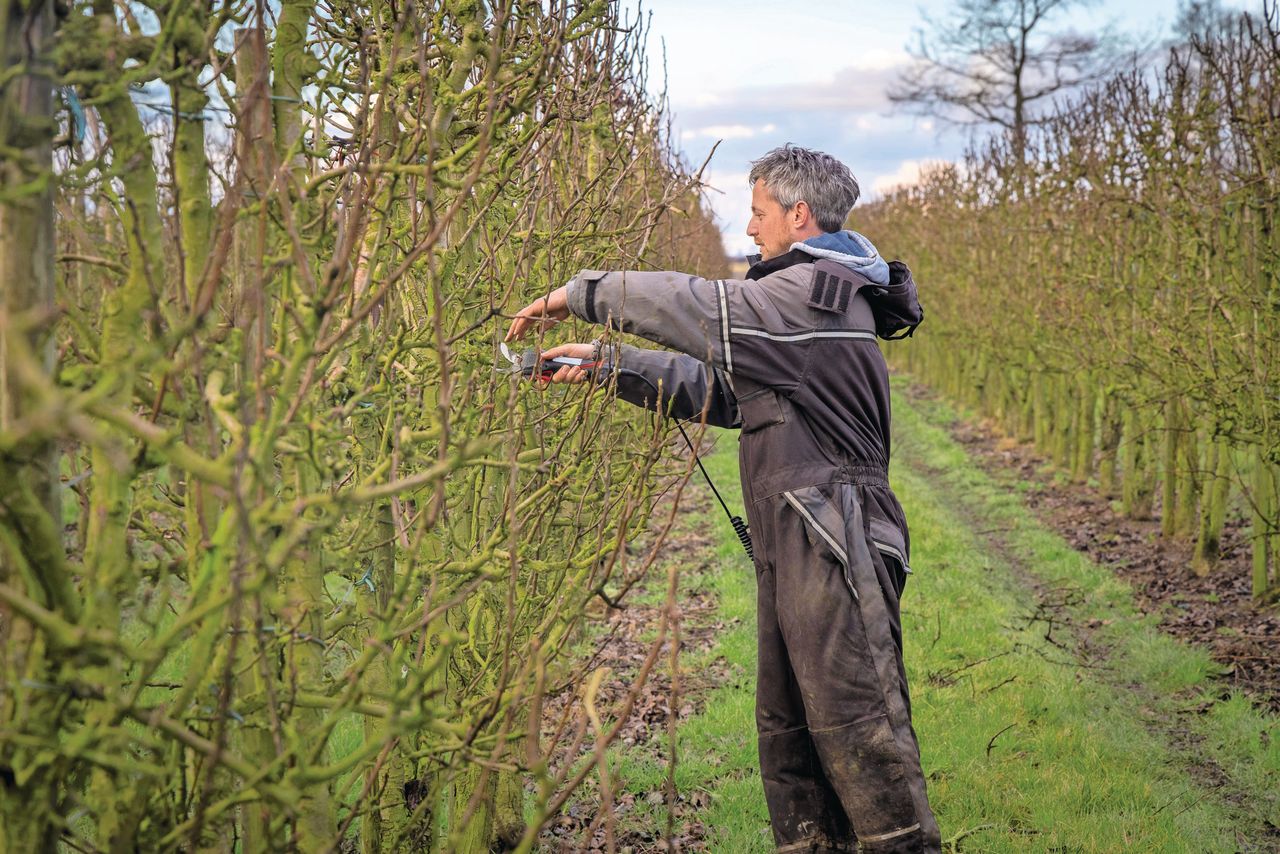 Archiefbeeld van snoeiwerk in boomgaard. Foto: Koos Groenewold.