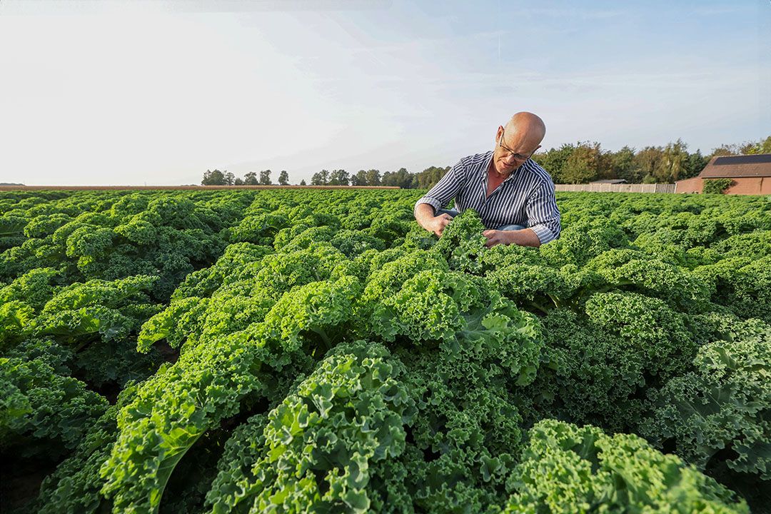 Dave Duijf pacht 40 hectare met verschillende koolsoorten in Nederland en Duitsland. Zelf heeft hij 10 hectare in eigendom, ook voor koolteelten. Foto: Bert Jansen