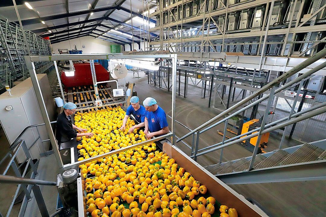 Ruimte voor calamiteitentoeslag in de tuinbouw neemt toe, stelt Rabobank. - Foto: Bert Jansen