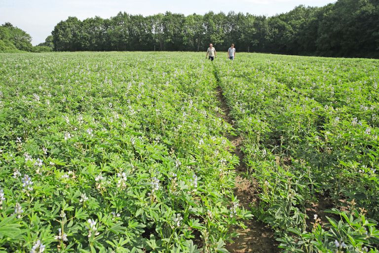 Een akker met Nederlandse lupine. Dit gewas staat op de lijst van rijke en robuuste rassen. Foto: Michel Zoeter
