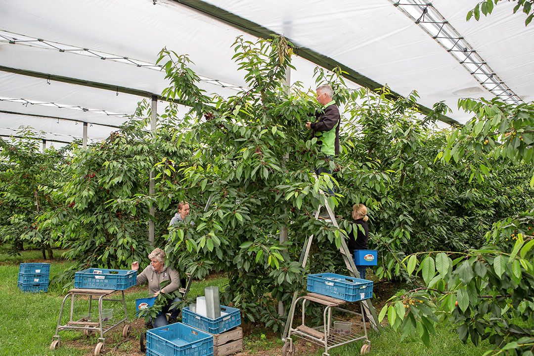 Kersen plukken bij Roks Fruit. - Foto: Peter Roek