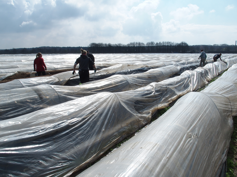 Areaal asperge bereikt record van 3.570 hectare