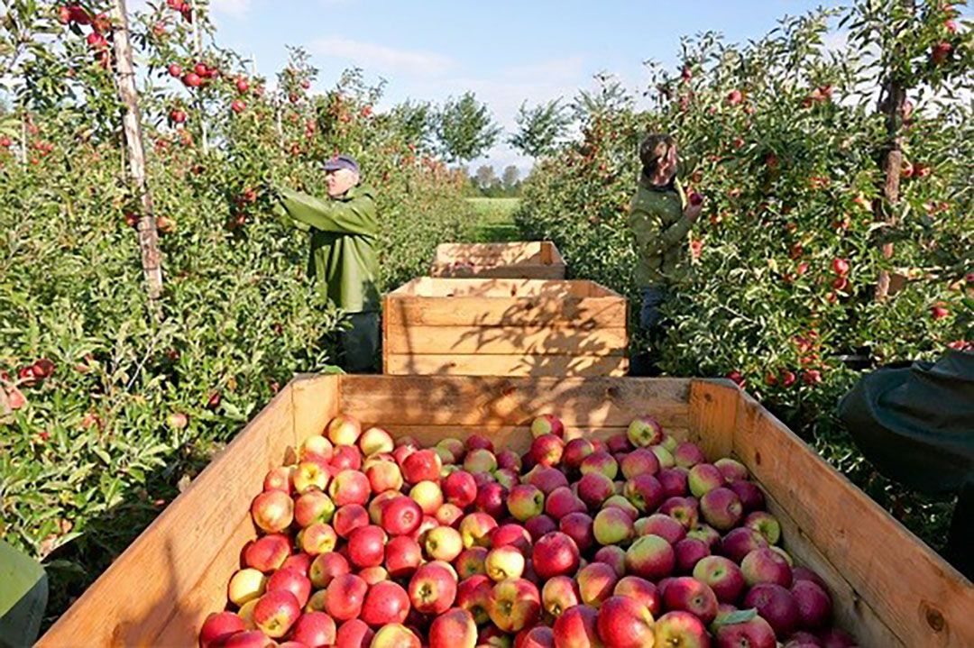 Junamiteelt in Limburg. Foto: Inova Fruit