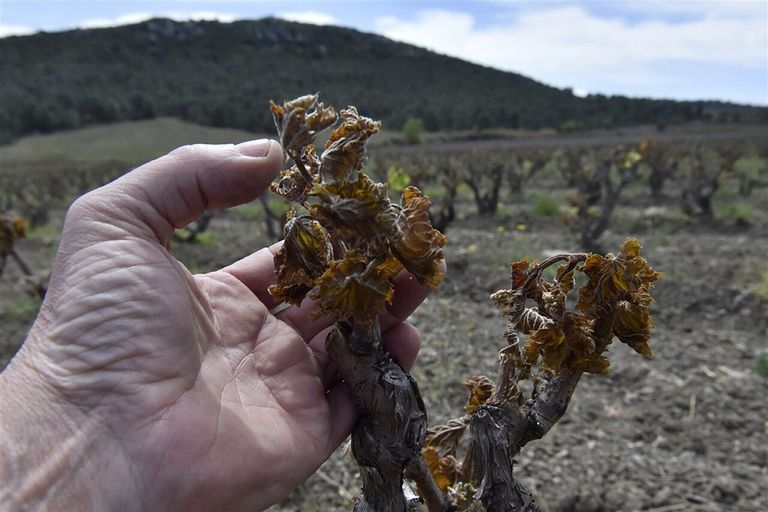 De voorjaarskou heeft flinke schade aangericht in de Franse wijnbouw. Foto: ANP