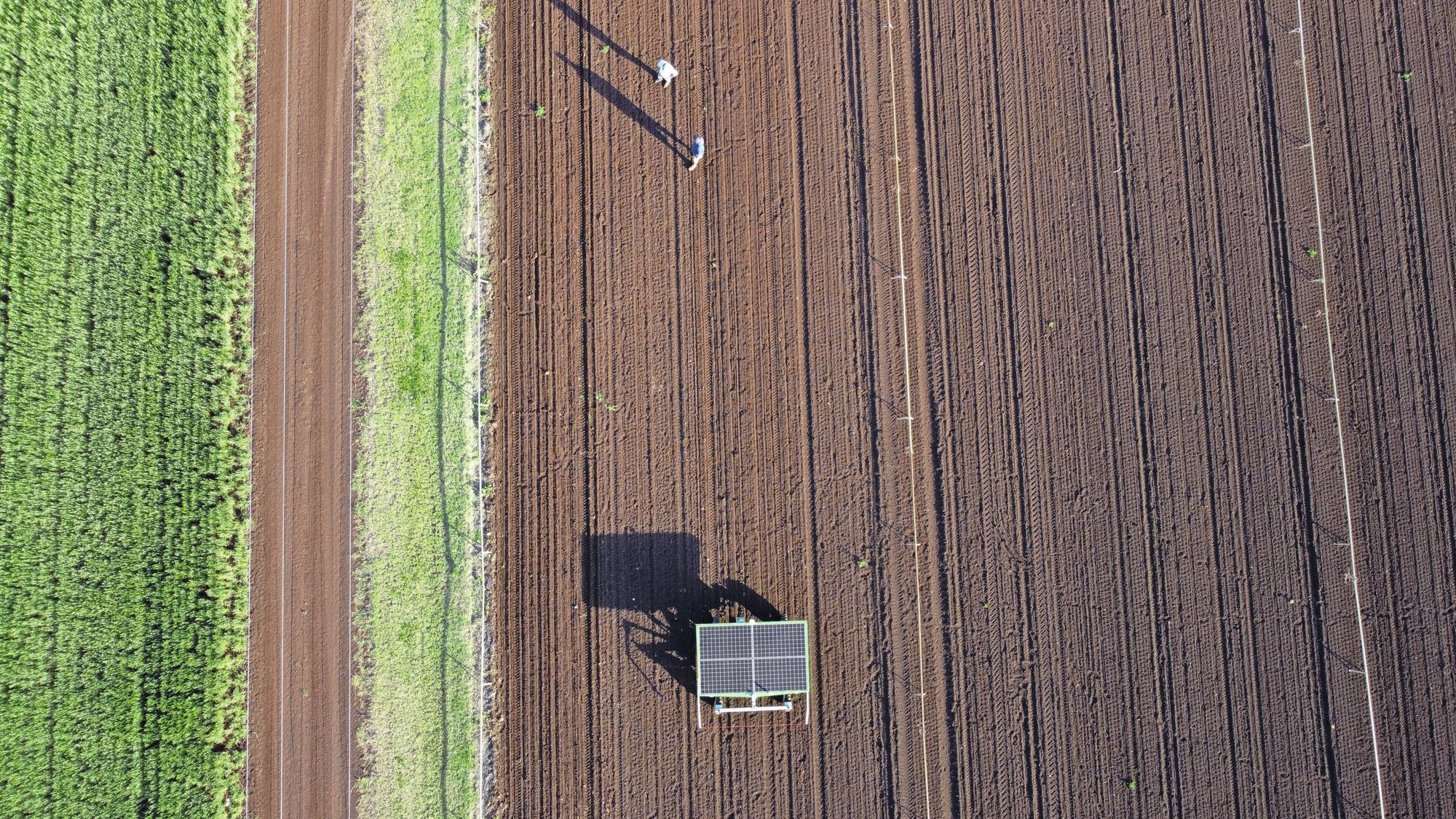 Qualipac kocht wiedrobots om de stijgende kosten van handmatig wieden te bestrijden. Het bedrijf kan zo ook het gebruik van herbiciden verminderen. De FarmDroid levert bovendien een gelijkmatige oogst op. Foto: Qualipac