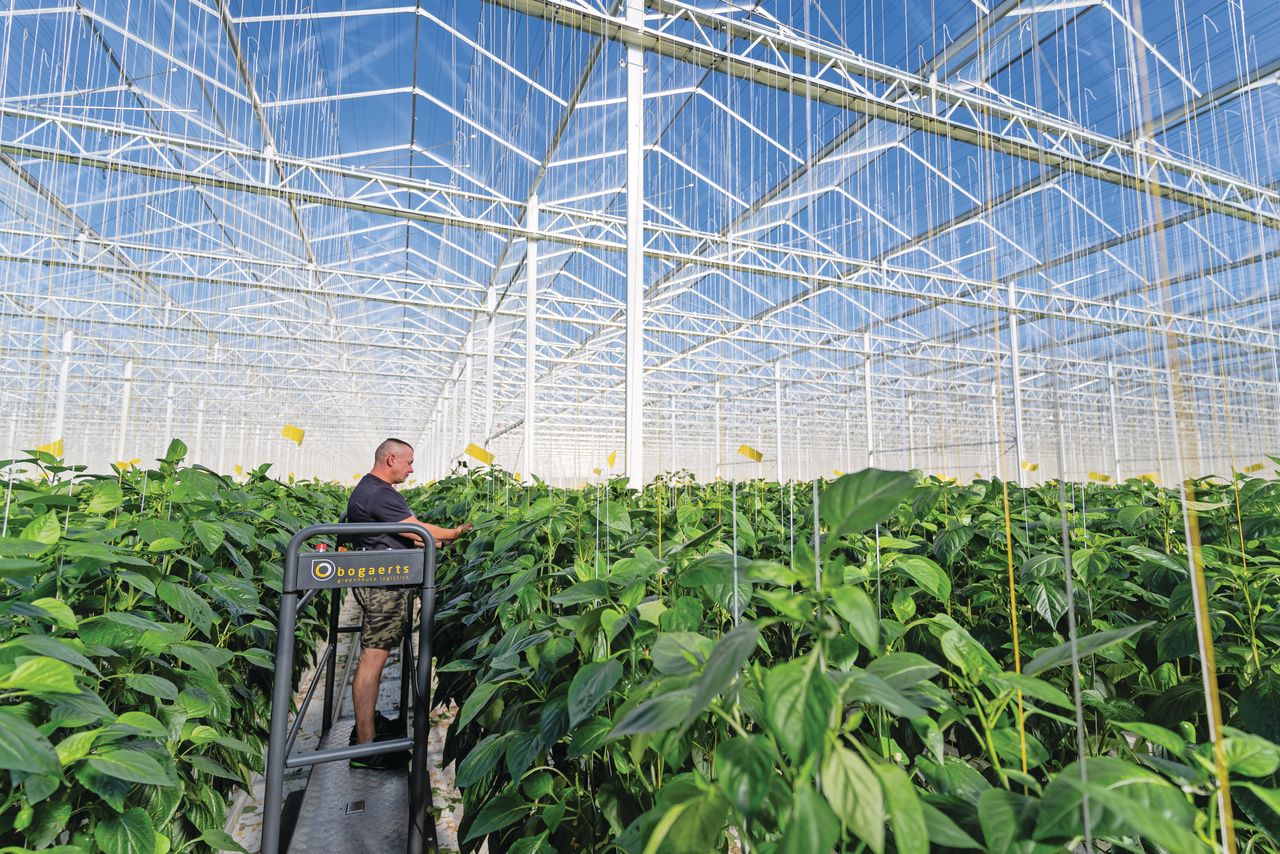 Paprikabedrijven hebben een slecht jaar qua inkomsten achter de rug. Foto: Andrea van Schaik Fotografie