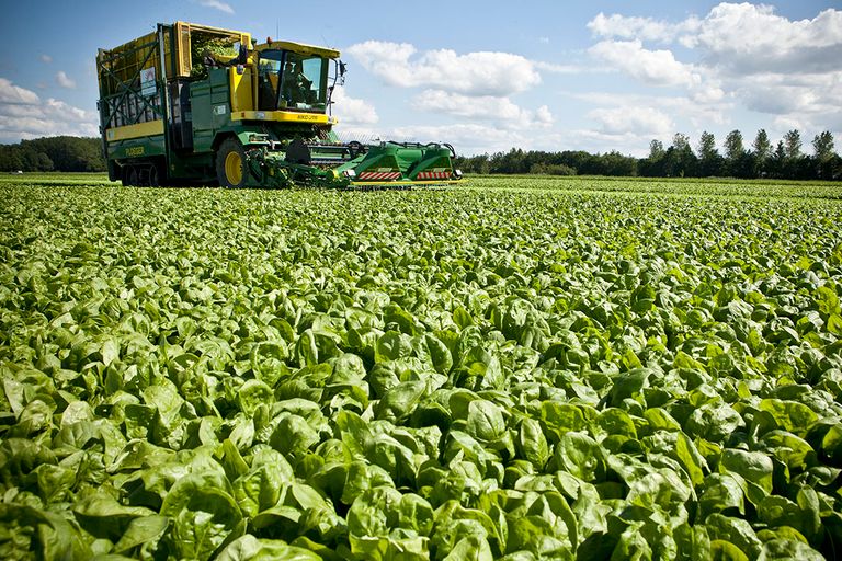 Biologische productie van spinazie groeit snel. - Foto: Koos Groenewold