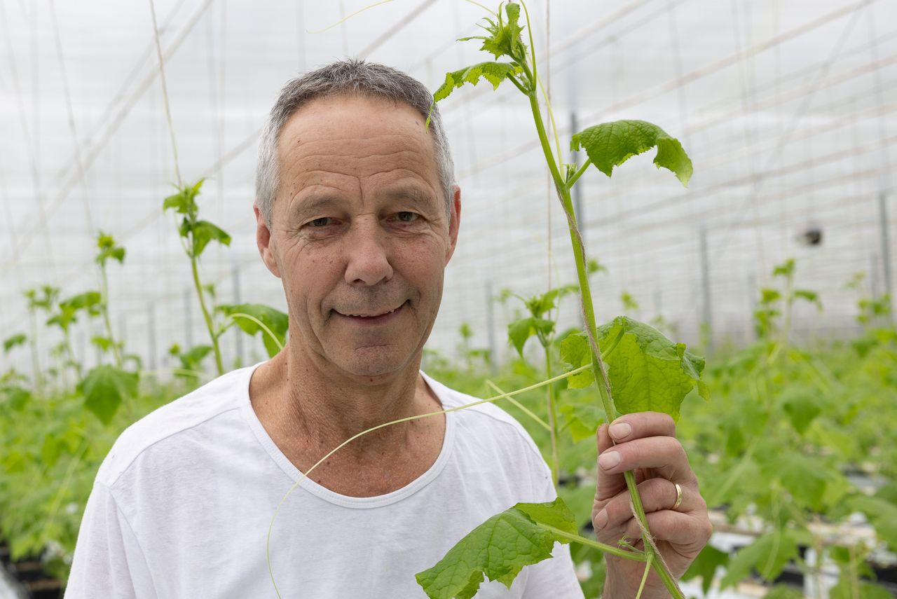 Jan Hendrickx: “Alles draait nu om watergeven. Want je wilt zeker niet dat de EC nu te hoog gaat oplopen.” Foto: Peter Roek