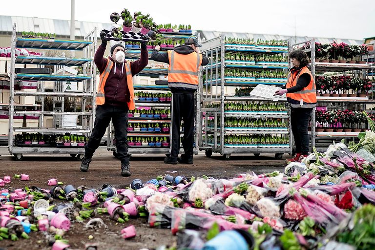 Bloemen worden vernietigd op de bloemenveiling in Honselersdijk. Vooral in de plantaardige sectoren, waaronder de sierteelt, wordt grote economische schade geraamd als gevolg van het coronavirus. - Foto: ANP
