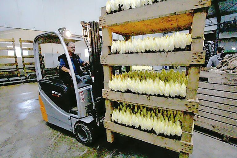 Dagmarkt witlof lastig, winkelprijzen hoger. - Foto: Anton Dingemanse