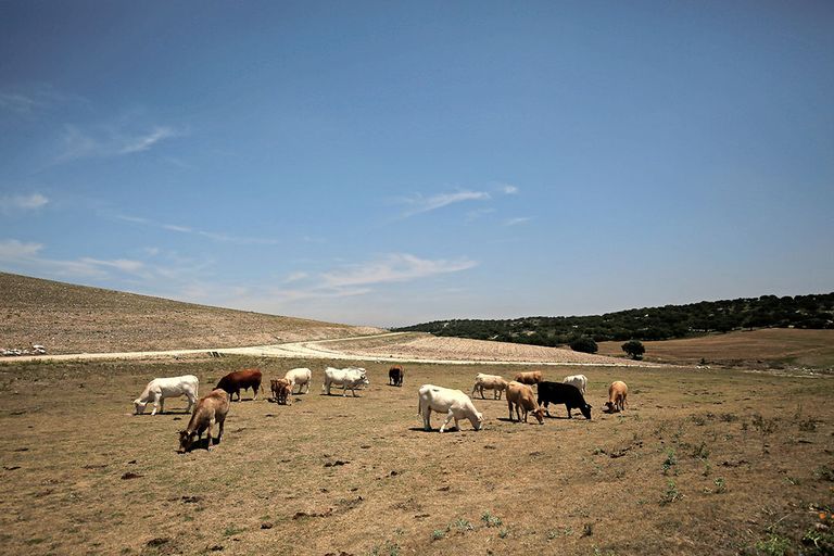 Vee op verdroogde percelen in Spanje. Minder regen, meer hittegolven en droogtes gaan hun stempel drukken op de landbouwproductie. - Foto: Reuters