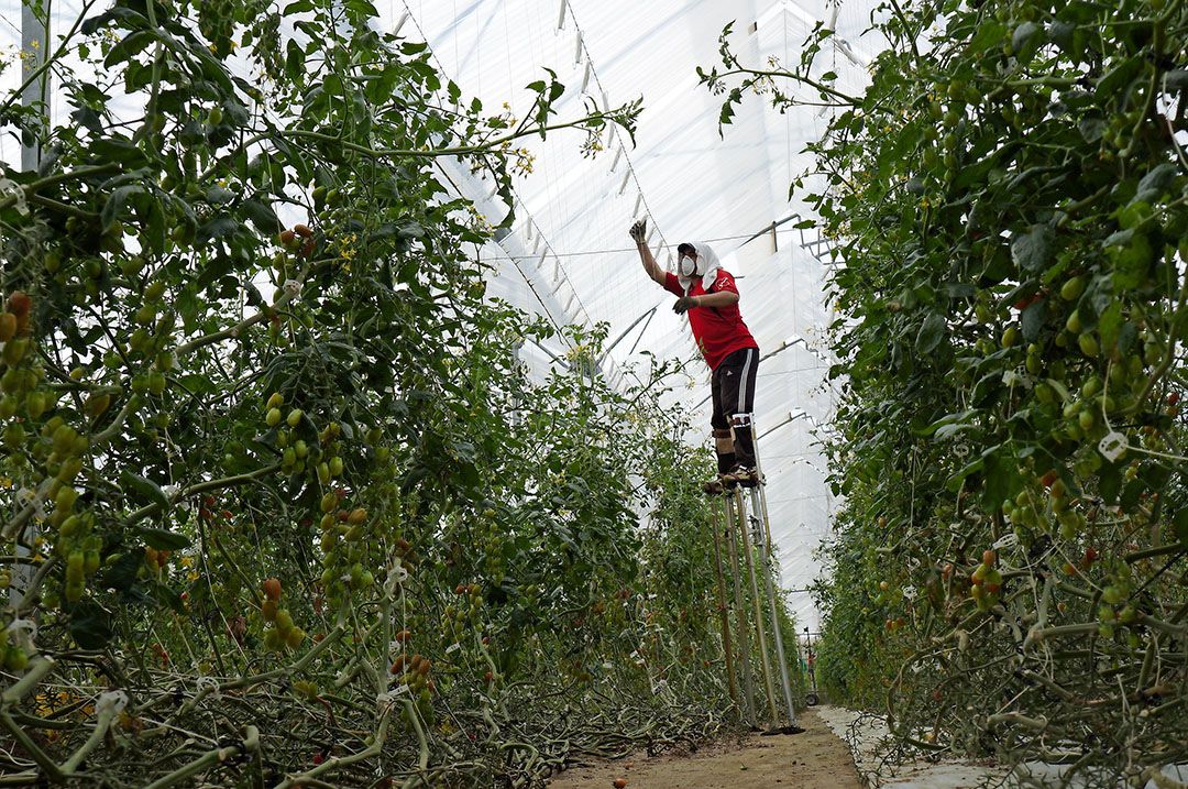 Duitsland import groenten fruit