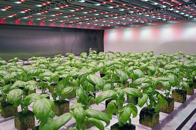 Dat vooral in Europa vertical farming nog klein blijft, heeft alles te maken met de concurrentie van de bedekte teelt onder glas. Zon is gratis, ledlampen zijn duur. - Foto: ANP