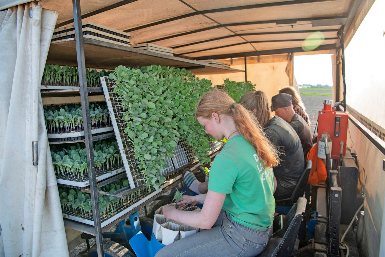 Vorig jaar teelden Firma Goodijk nog 10 hectare broccoli voor een collega. Dit jaar is dat, mede dankzij een ‘leuk’ contract, 20 hectare. Foto’s: Mark Pasveer