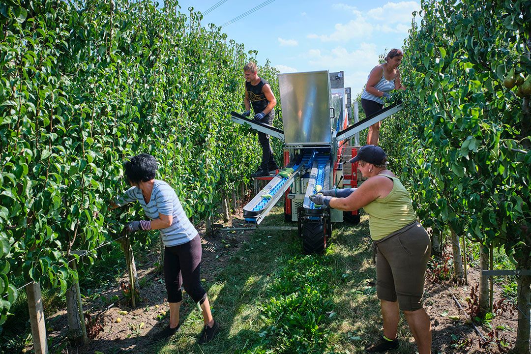 Een rondgang langs telers en bedrijven in de hardfruitsector leidt tot interessante inzichten in de krachtsverhoudingen. - Foto: Roel Dijkstra