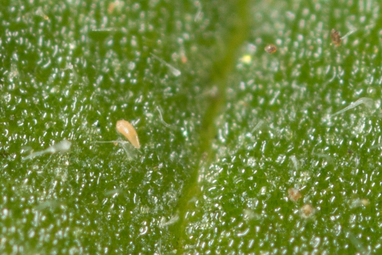De tomatengalmijt is nauwelijks zichtbaar en krijgt daardoor veel tijd om schade aan te richten. - Foto: Koppert Biological Systems