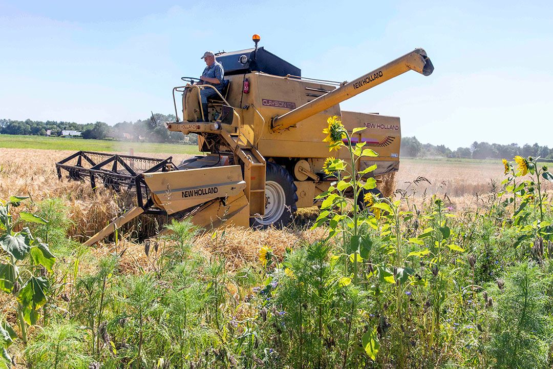 Oogst van zomergerst met bloemenrand langs het perceel. Foto: Koos van der Spek