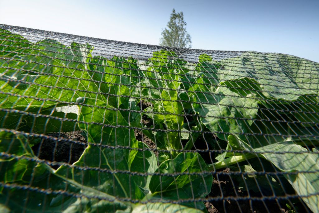 Na het planten volgen een of twee rondes schoffelen voordat het net over de bloemkoolplanten komt te liggen. Foto: Lex Salverda