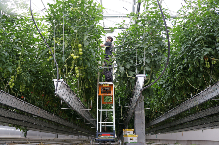 Ontevredenheid bij telers over nieuwe GMO-regels