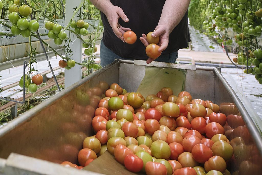 Oogst losse tomaat (foto: Roel Dijkstra)