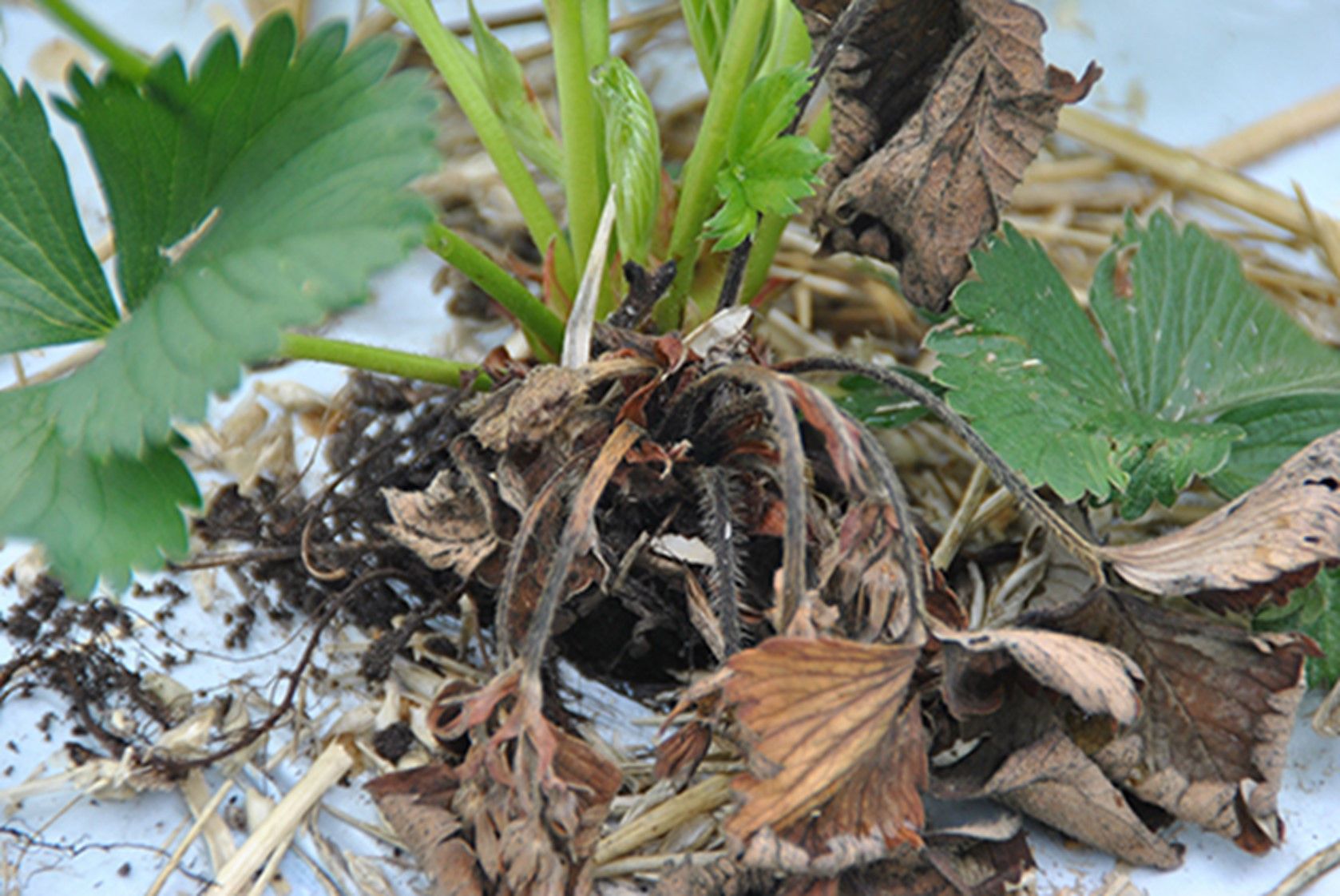 Phytophthora cactorum.