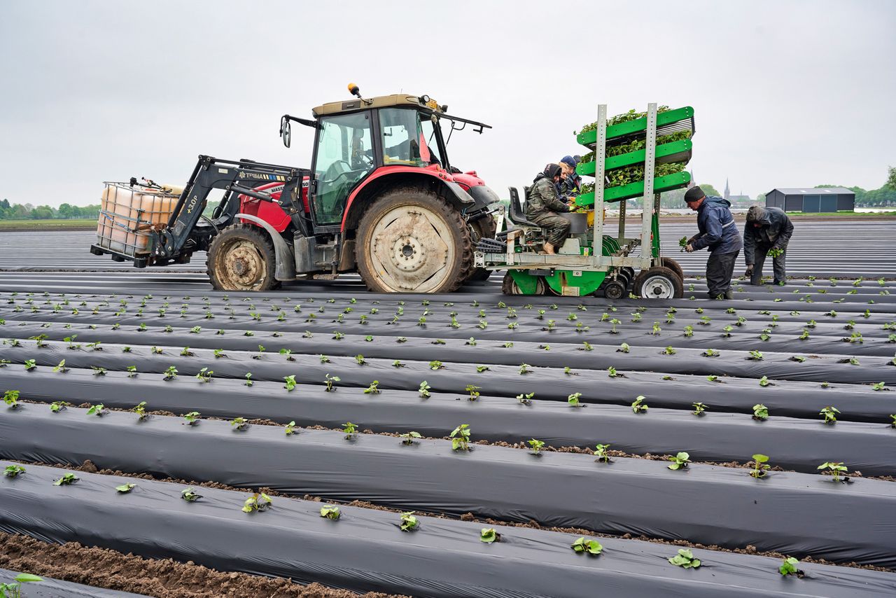 Bij Pieter Verschure zit al zo’n zo’n 12 hectare bataat in de grond. Foto: Van Assendelft Fotografie