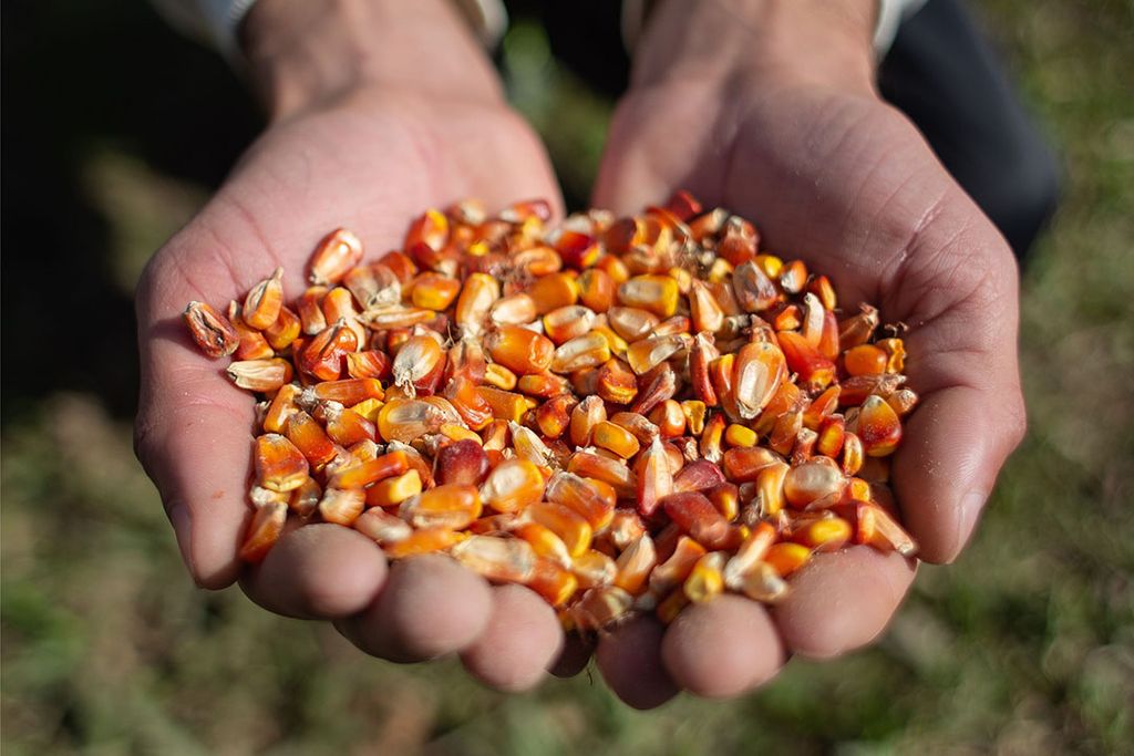 De oorzaak dat de EU dit jaar veel meer mais moet importeren dan normaal is de door droogte tegenvallende oogst in 2022 in onder meer Spanje en Frankrijk. Foto: Canva