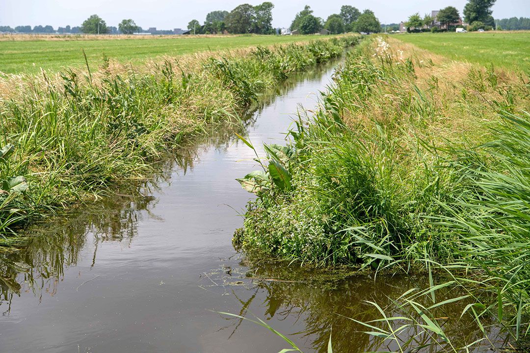 RVO stuurde dinsdag 6 juni een mail naar tuinders die zich hebben aangemeld voor de ecoregeling in de Gecombineerde opgave.  - Foto: Cor Salverius Fotografie