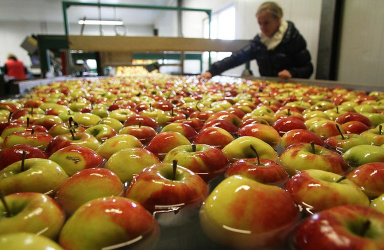 Partij appels in sorteerproces. - Foto: Ton van der Scheer