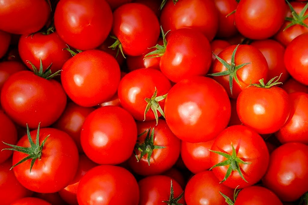 Tomaten. - Foto: ANP