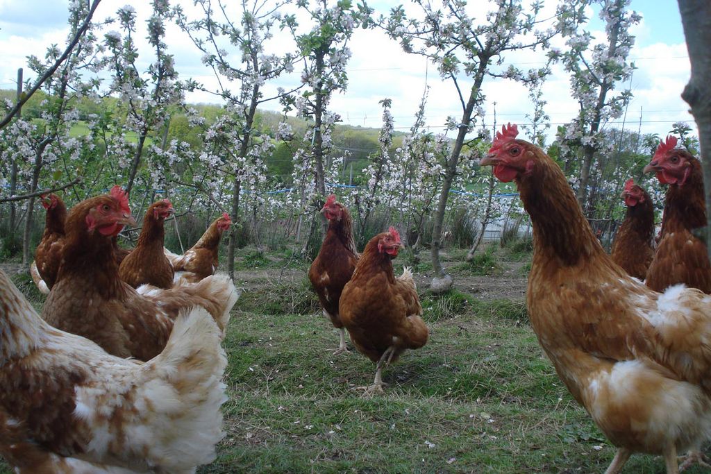 De kippen van Orchard Eggs lopen tussen het fruit. - foto: www.myorchardeggs.co.uk