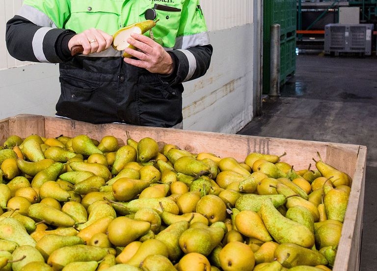 Koelcellen zitten vol peren na afloop van de oogst. Dat zet rem op de aanvoer. - Foto: Herbert Wiggerman