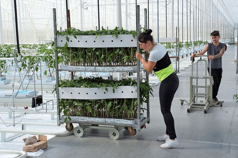 Half april 2017, bijna tien maanden later, is de eerste fase van de herbouwde kassen weer groen.