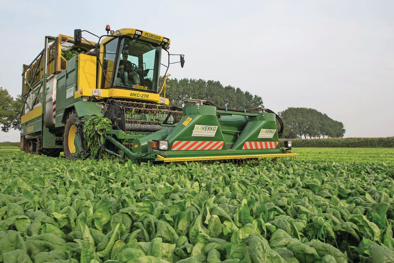 Ook voor spinazie bieden de resultaten met ‘groene’ zaadcoating perspectief. Foto: Peter Roek