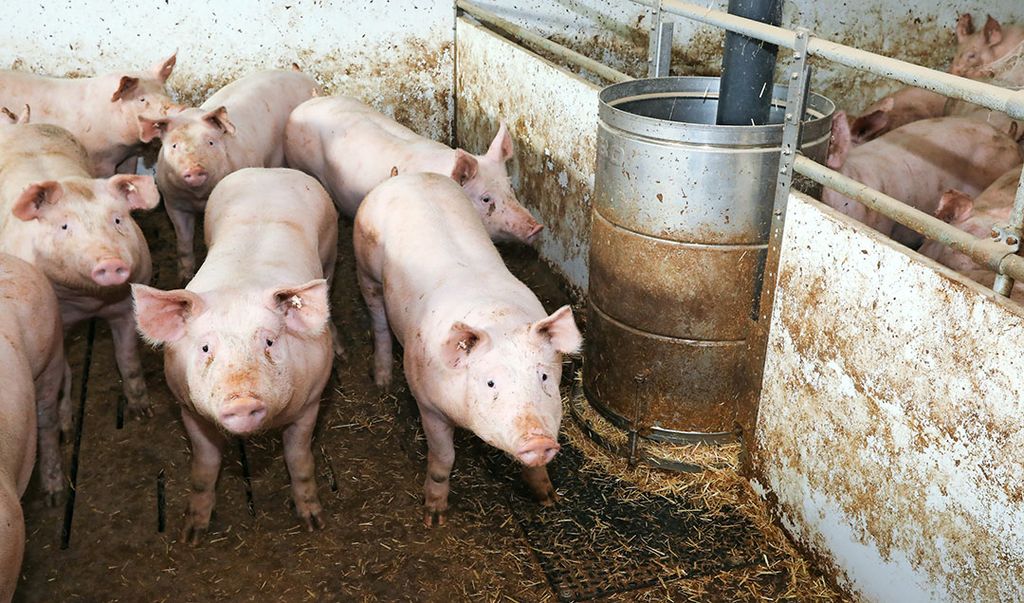 Kaufland verkoopt alleen nog varkensvlees van houderij-type 2.