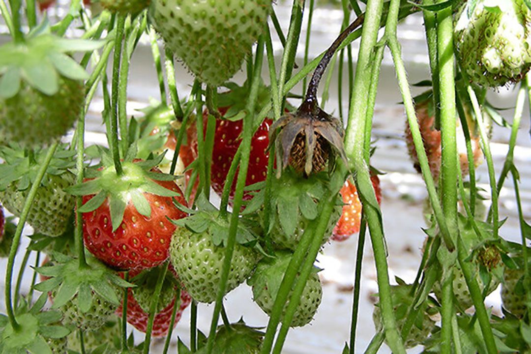 Aardbeien op archieffoto. - Foto: Misset