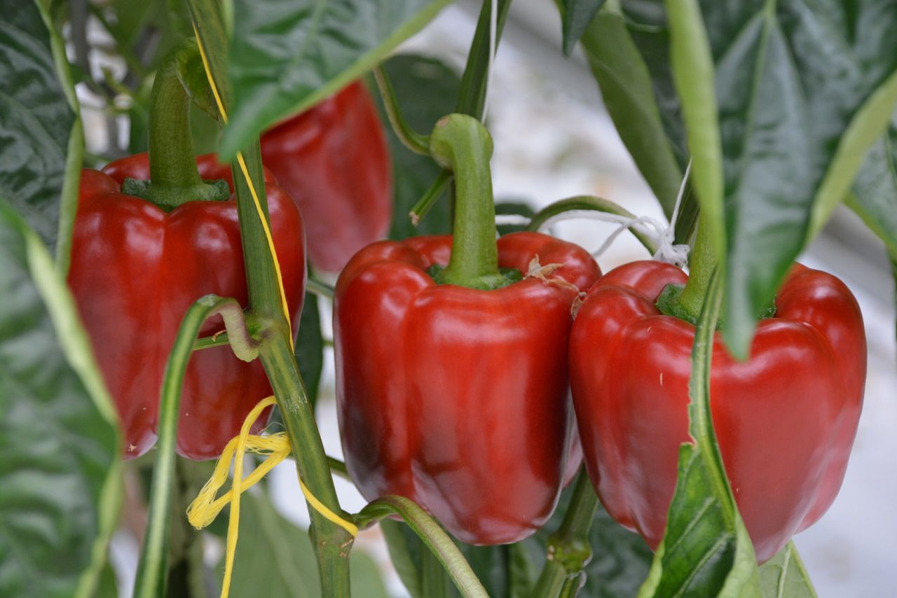 Paprika s grover dan verwacht