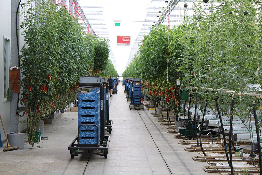 De tuinbouw is samen met de akkerbouw al jaren de best gewaardeerde agrarische sector. - Foto: Ton van der Scheer