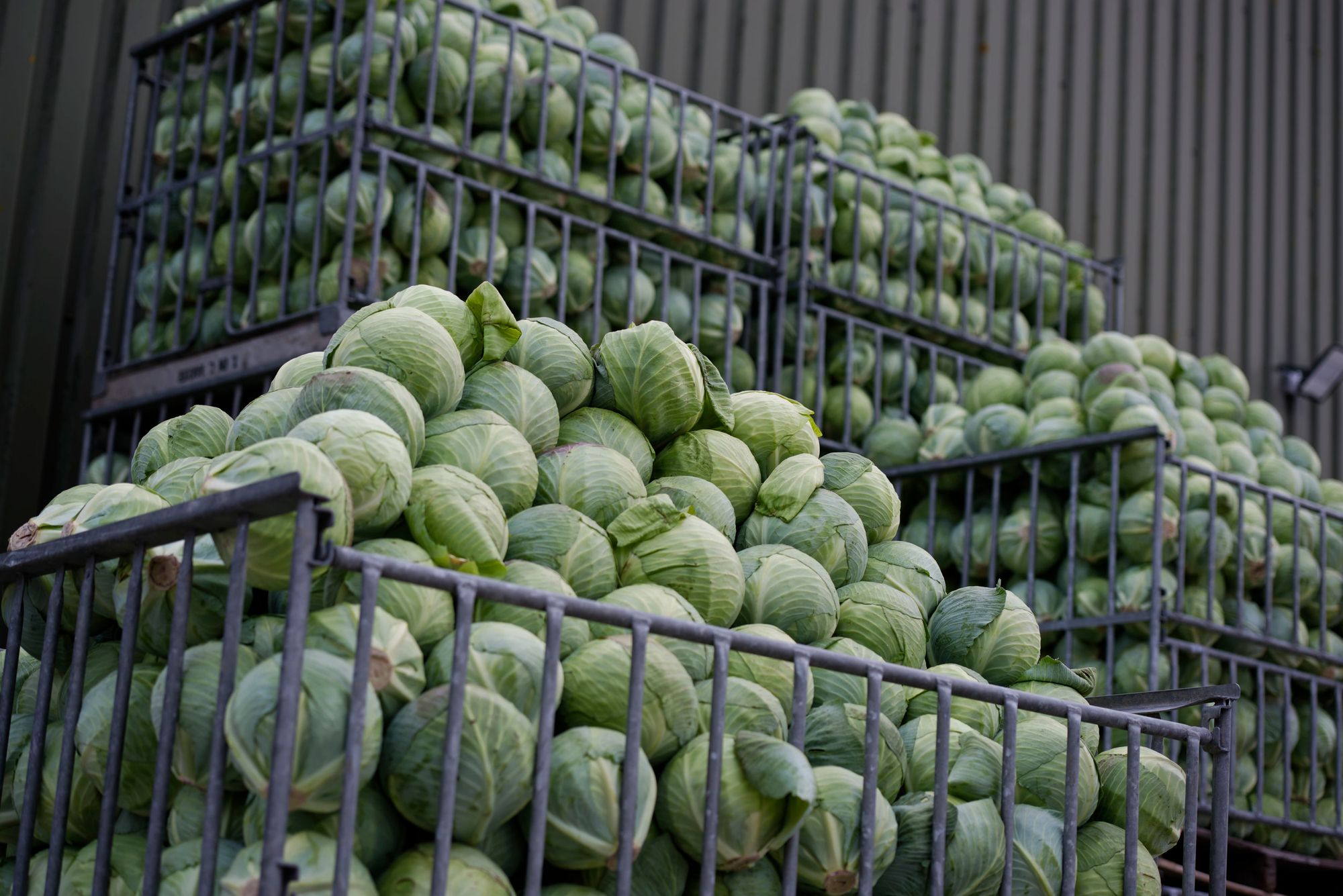 De vooruitzichten voor het bewaarseizoen zijn onverminderd goed. – Foto: Lex Salverda