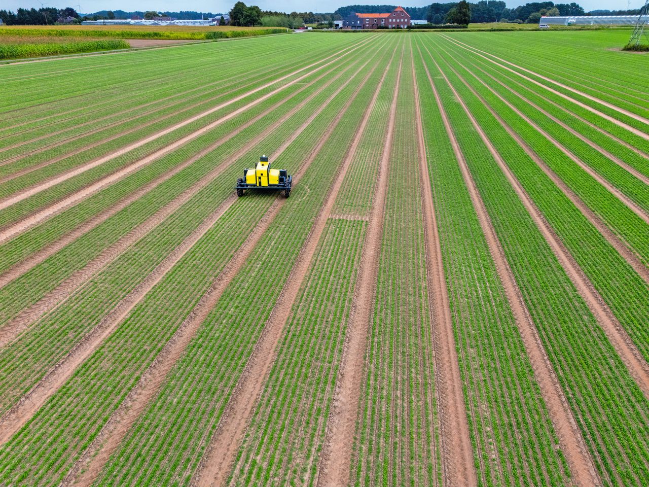De autonoom werkende Kilter AX-1 spotsprayer zorgt 24/7 voor onkruidbestrijding, zoals hier in bladselderij. Bij Straeten gebeurt dat ook in spinazie en rucola. De robot heeft een capaciteit van 5 tot 7 hectare per etmaal. Foto’s: Bert Jansen