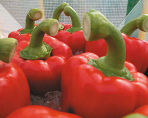 Paprika: Spaanse onderuit, Nederlandse sky high