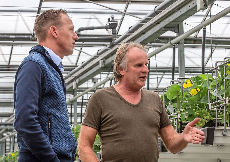 Koppert Biological Systems en Fragaria Innova gaan samen onderzoek doen naar een nieuw concept voor de aardbeienteelt. Links op de foto Mark van der Werf, Consultant Plant Health bij Koppert Biological Systems en rechts Michiel Penninx van Fragaria Innova. - Foto: Koppert Biological Systems