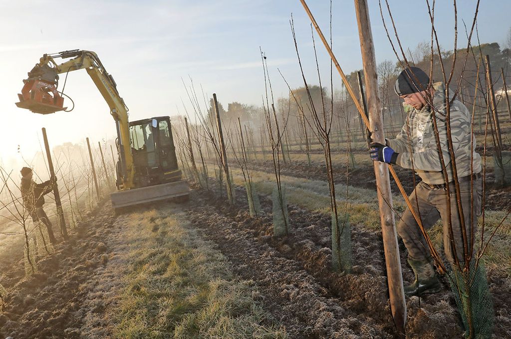 Donderdagochtend 15 november, mooi weer voor het volzetten van een nieuwe pruimenboomgaard bij de gebroeders Bunt in Valburg. - foto: Vidiphoto