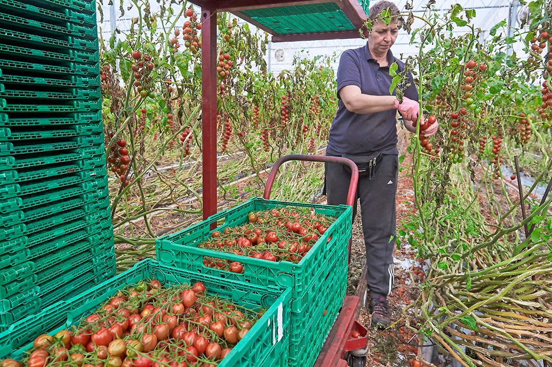 De laatste oogst voor de teeltwisseling. De goede tomatenprijzen zorgden voor een plus in de opbrengsten over 2021. - Foto: Van Assendelft