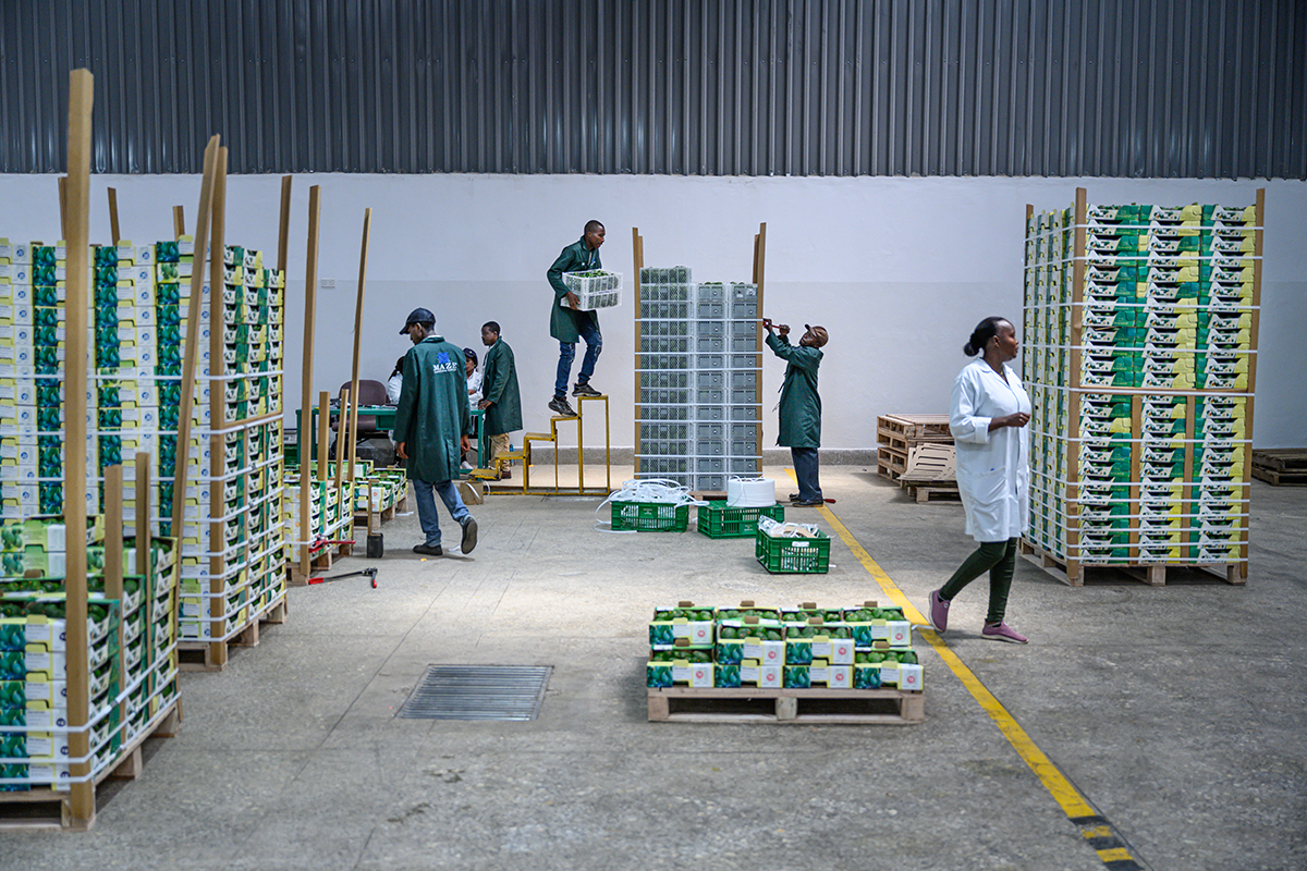 Import en re-export van avocado’s is alleen al in Nederland een miljardenbusiness. – Foto: Kadir van Lohuizen/Scheepvaartmuseum