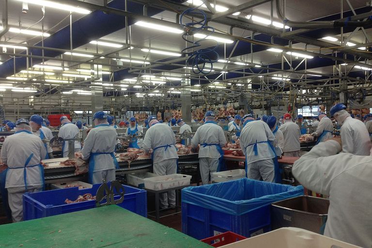 Personeel aan het werk in een varkensslachterij. - Foto: Martijn ter Horst